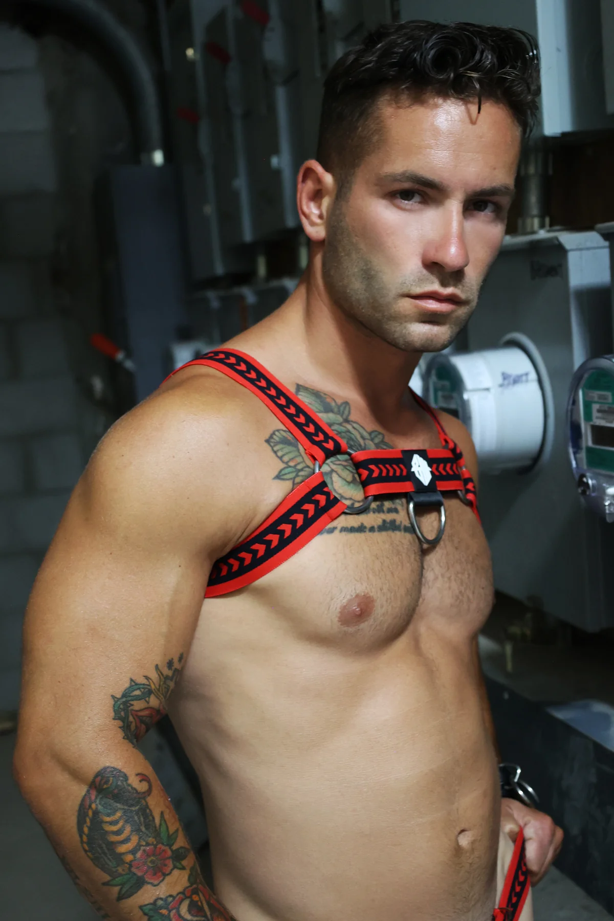 Breedwell Daddy's Favorite Bulldog Harness - Image 4
